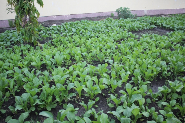 Lahan Rudenim